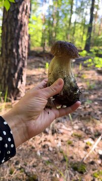 Picking mushrooms in the forest. Selective focus.