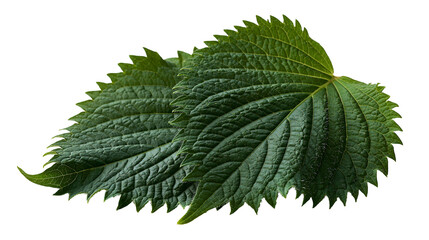 Fresh green perilla leaves with serrated edges and textured veins © Lena