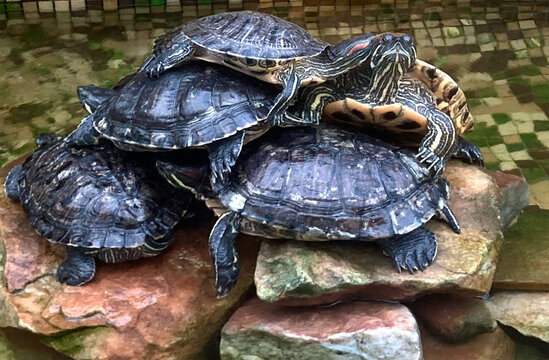  Group of red-eared slider turtles stacking on top of each other on rocks near pond water in a zoo enclosure