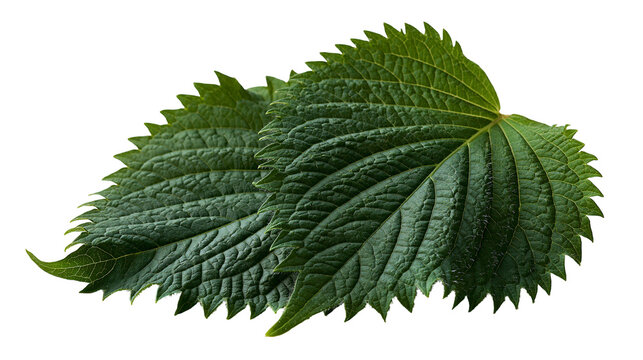 Fresh green perilla leaves with serrated edges and textured veins