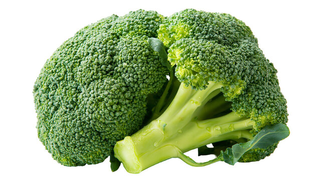 Fresh green broccoli floret with textured bumpy surface and thick fibrous stalk