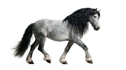Dapple grey draft horse with long black mane and tail walking © Lena