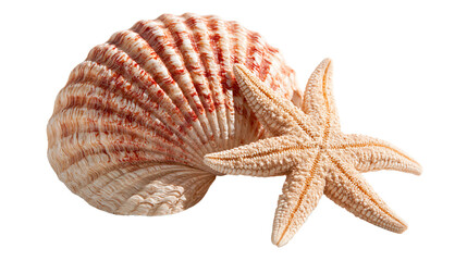 Large ridged scallop seashell and textured beige starfish © Lena