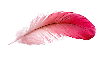 Vibrant pink bird feather with soft downy texture and delicate barbs © Lena