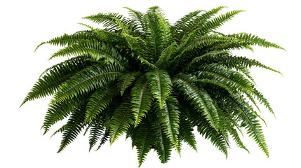 Lush green Boston fern plant with long arching fronds and detailed leaflets © Lena