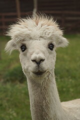 close up of a white alpaca © Svetlana