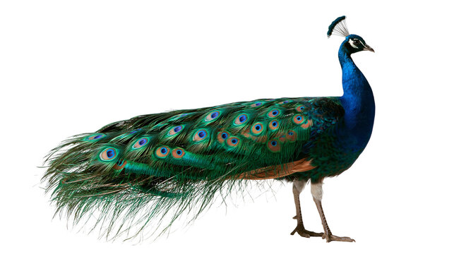 Vibrant male peacock with iridescent blue neck and long patterned tail feathers