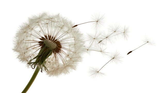 Fluffy white dandelion seed head with flying pappus seeds in the wind