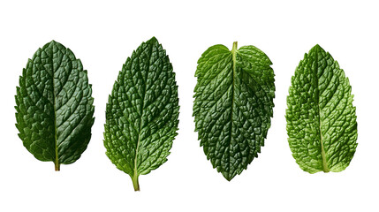 Four fresh green peppermint leaves with textured veins and serrated edges © Veikko