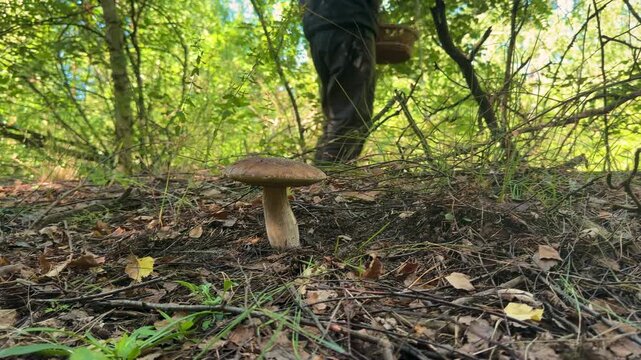 Picking mushrooms in the forest. Selective focus.