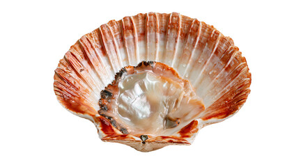 Fresh raw scallop meat inside an open orange and white ribbed seashell © Theodore