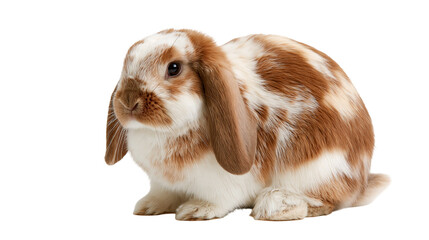 Brown and white Holland Lop rabbit sitting with long floppy ears © Theodore