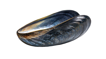 Empty dark blue mussel shell with iridescent texture and smooth interior © Theodore