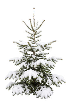 Snowy Christmas tree isolated on transparent background