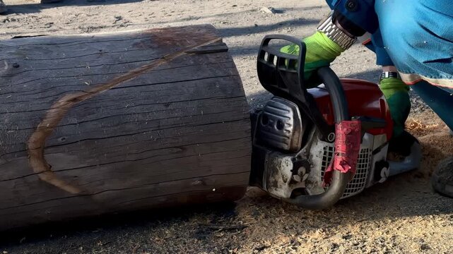 A person in blue overalls and green gloves operates a red chainsaw to cut a large weathered log on sandy ground, with sawdust accumulating around the base as the cut progresses.
