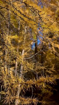 Golden larch branches sway gently in the breeze, their needle-like leaves rustling softly against a backdrop of blurred forest and patches of blue sky visible through the canopy.