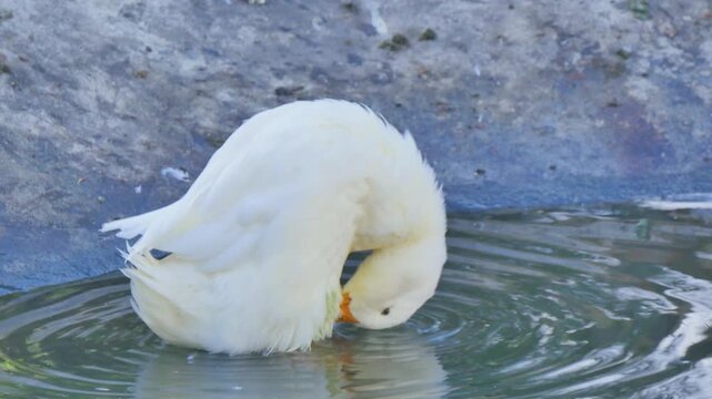White duck in the water