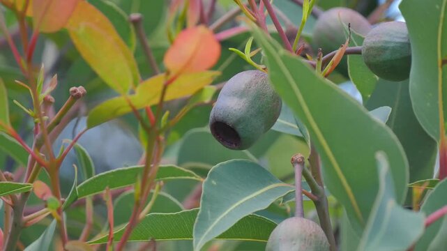 Gum nut plant in Australian forest