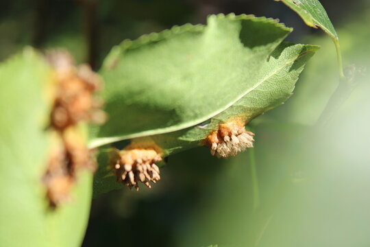 Pear rust fungal disease Gymnosporangium sabinae on undersurface of pear leaves close up