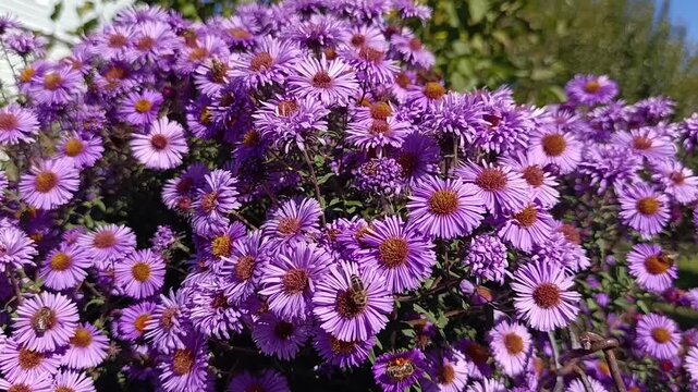 Honey bees collecting nectar on purple aster flowers in sunny garden
