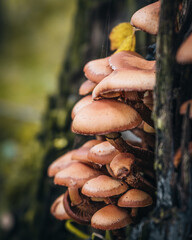 mushrooms in the woods © Fotonik