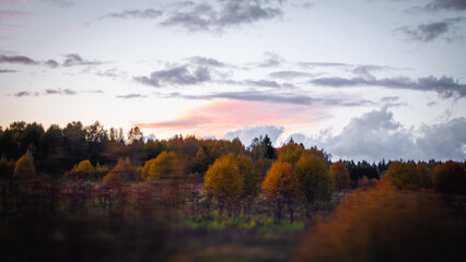 Fototapeta premium Sunset in the Forest