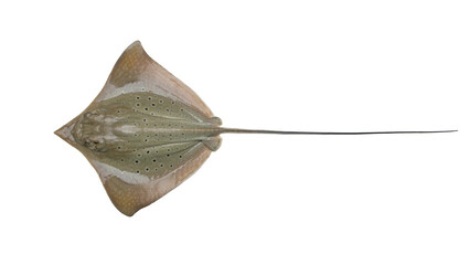 Top view of a spotted ray fish with a long tail, isolated on transparent background © PNGIG