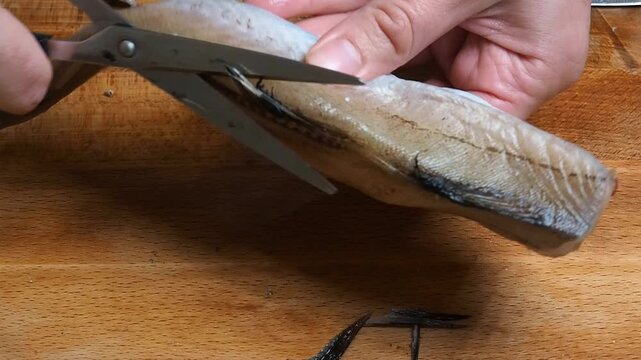 Raw fresh pollock fish. The cook cuts the fins off the fish with scissors. Close-up. Wooden background.