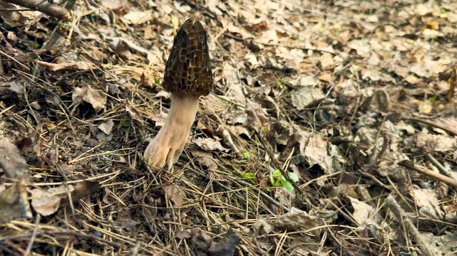 Picking mushrooms in the forest morels. Selective focus.