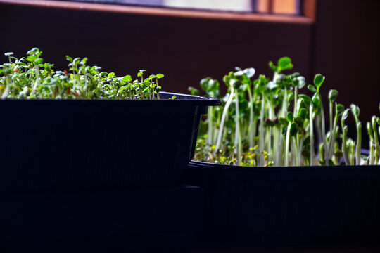 Fresh green microgreens and young plant sprouts growing in black plastic cultivation trays indoors on sunny day with copy space