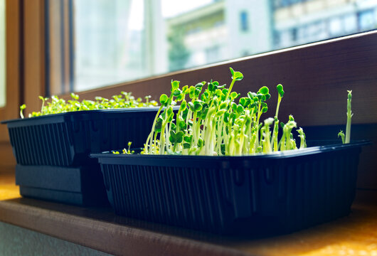 Fresh green microgreens and young plant sprouts growing in black plastic trays on a sunny apartment windowsill with copy space