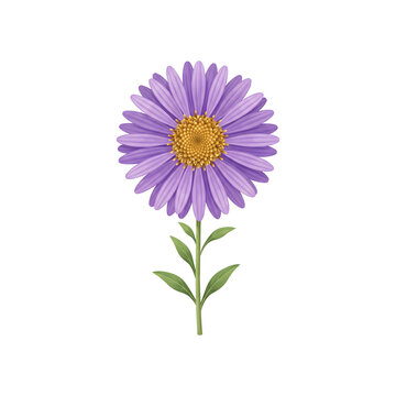Realistic purple aster flower with a bright yellow center and green stem, isolated vector illustration on a white background