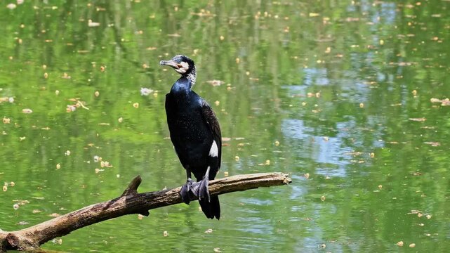 The great cormorant, Phalacrocorax carbo known as the great black cormorant across the Northern Hemisphere, the black cormorant in Australia and the black shag further south in New Zealand