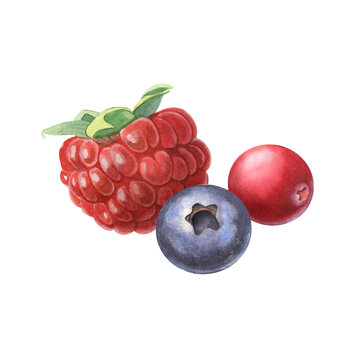 Raspberry, cranberry, blueberry. Hand-painted watercolor illustration isolated on white for food packaging, dessert, branding, label, logo, recipe, cookbook, jam, beverages, cosmetic, product design