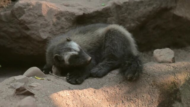 Wolverine resting peacefully in a wildlife park environment