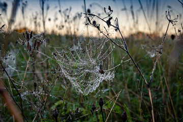 Naklejka premium Dew-covered spider webs in a meadow at dawn