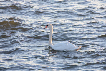 white swan swimming gracefully in rippling water at golden hour © Two-Horizons