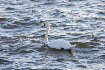 solitary white swan gliding through rippling water at golden hour © Two-Horizons