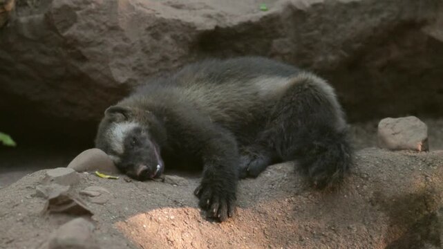 Wolverine resting peacefully in a wildlife park environment