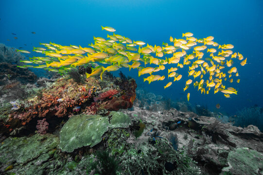 Vibrant school of yellow fish swimming over a coral reef