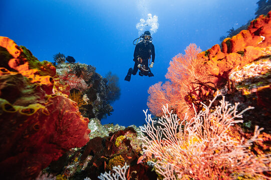 Scuba diver floats above a beautiful colorful coral reef