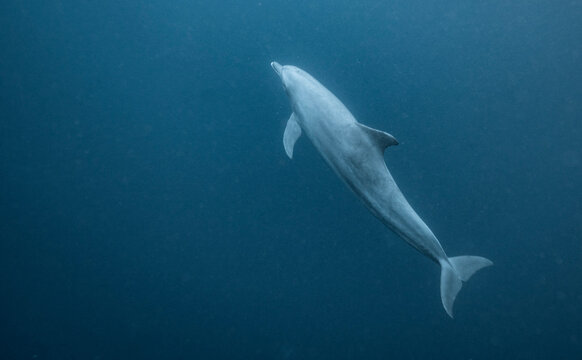 A dolphin swimming up through deep blue water