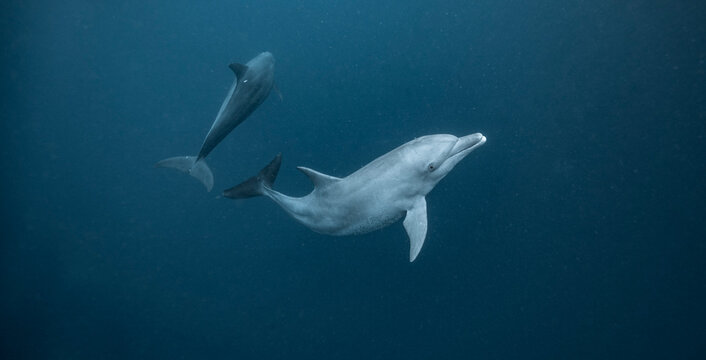 Two bottlenose dolphins swimming in the deep blue ocean
