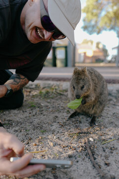 Smiling man taking a selfie with a quokka eating a green leaf