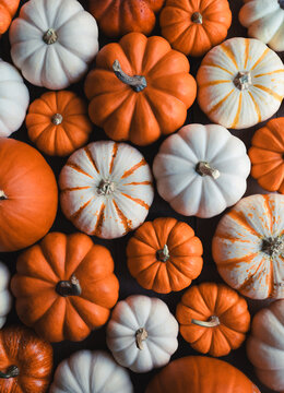 A colorful assortment of various autumn mini pumpkins from above