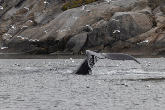 Humpback whale tail splashes down with many seagulls