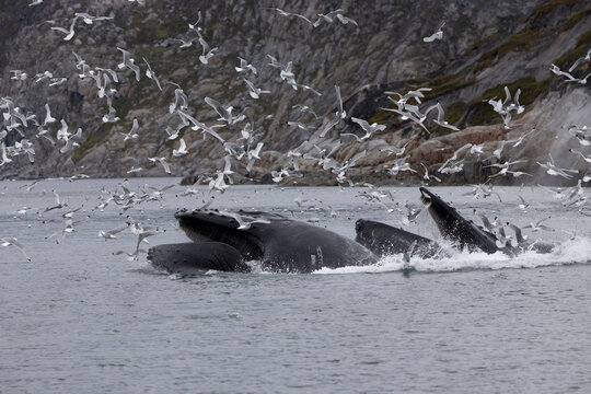 Humpback whales lunge feeding surrounded by a flock of seagulls