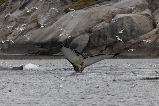 Humpback whale tail fluke surrounded by seagulls