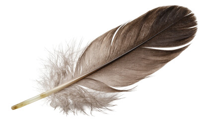 Brown and grey bird feather with fluffy down, isolated on transparent background © Charlie