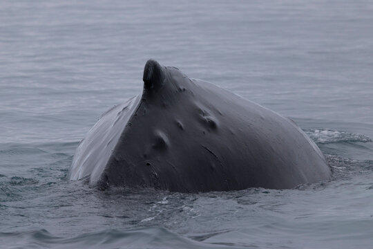 Humpback whale dorsal fin breaking the ocean surface